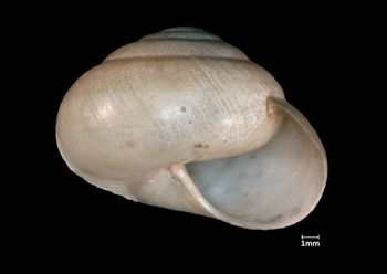 Media type: image;   Malacology 61067 Aspect: apertural